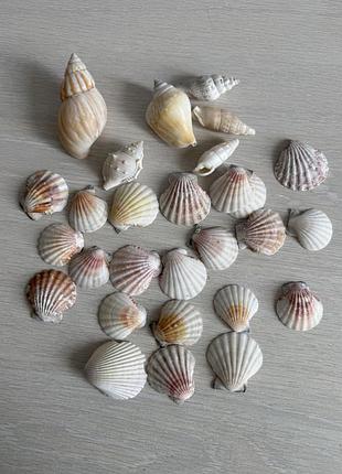 Раковини морських гребінців