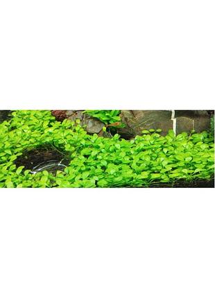 Глоссостигма повойнічкова (glossostigma elatinoides)