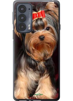 Чехол на motorola edge 20 йоркширский терьер "929u-2497-10746"
