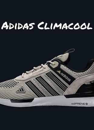 Adidas climacool beige black