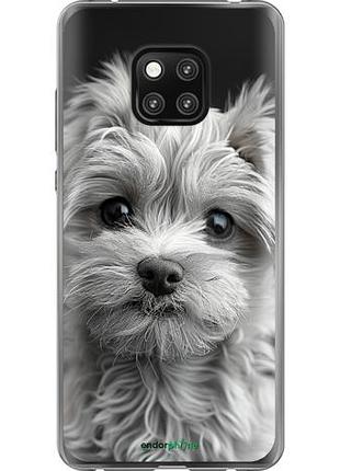 Чехол на huawei mate 20 pro мальтипу на чорном фоне "6156u-1567-10746"