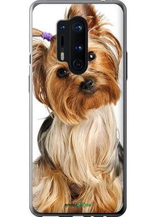 Чохол на oneplus 8 pro йоркширський тер'єр із хвостиком "930t-1896-2448"