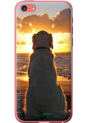 Чехол на iphone 5c закат и собака "3966t-23-2448"