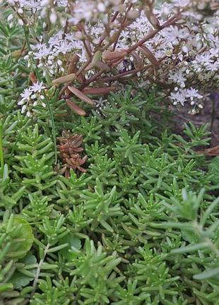 Очиститель (седум) coral carpet вечнозеленый 2