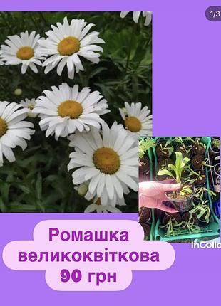 Ромашка великоквіткова на зріз