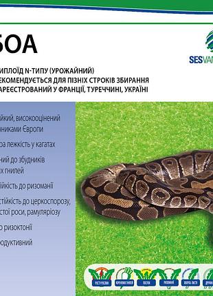 Буряк цукровий боа 1 кг