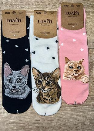 Шкарпетки з котиками