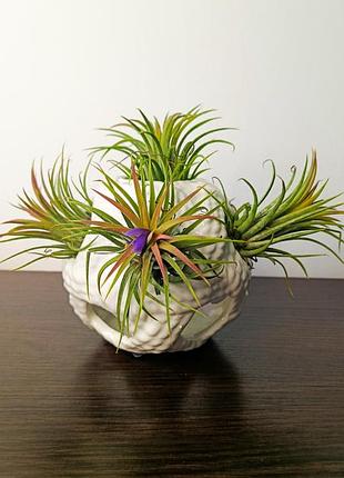 Тиландсия фиалковиточная tillandsia ionantha