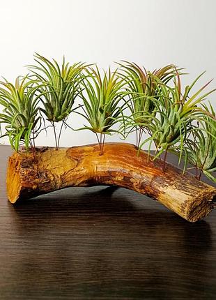 Тіландсія фіалкоквіткова tillandsia ionantha