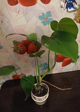Продам ,,монстера,, 2