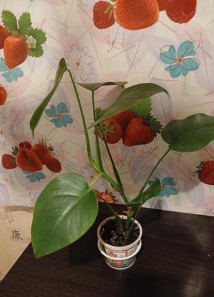 Продам ,,монстера,, 3