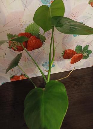Продам ,,монстера,, 4