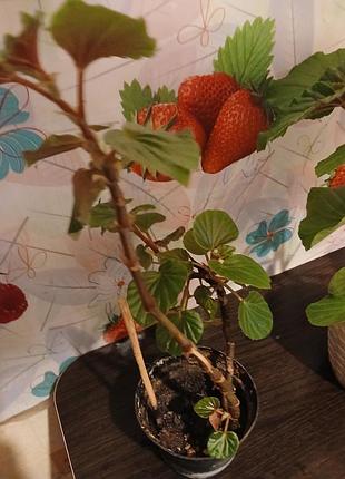 Продам, бегония, 3