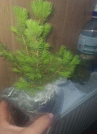 Продам саженцы ели канадской лошадика (picea glauca conica) р9 тел 067 744 5498