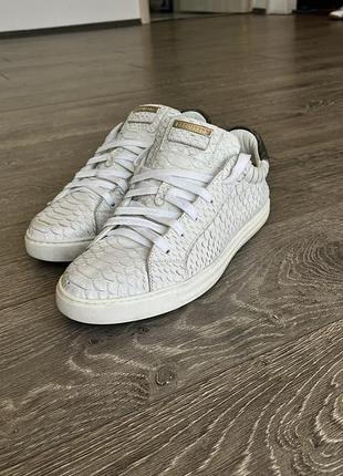 Dsquared2 python edition — оригінал з італії 4