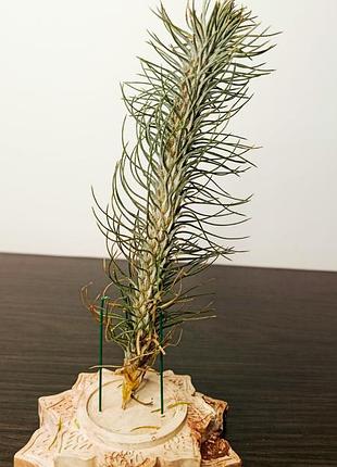 Tillandsia funckiana (тилландсия функиана)