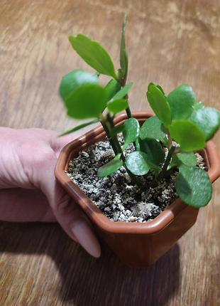 Каланхое 🌱🌸 с горшком 3