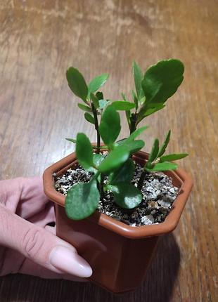 Каланхое 🌱🌸 с горшком 2