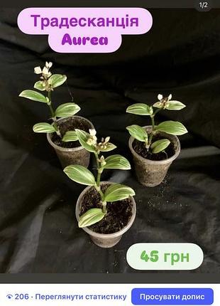 Традесканція aurea