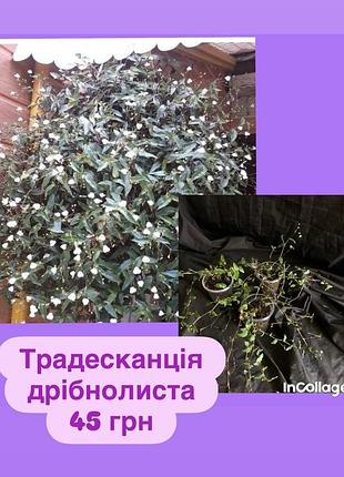Традесканція дрібнолиста
