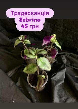 Традесканція zebrina