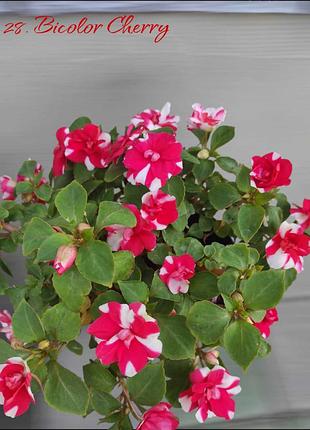 Комнатный бальзамин bicolor cherry