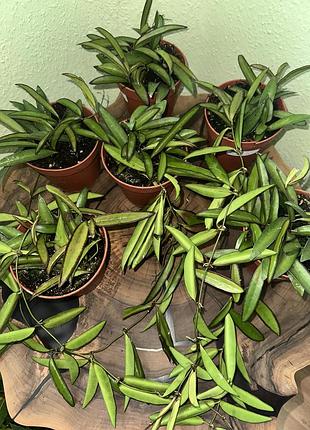 Хойя, hoya wayetii 4