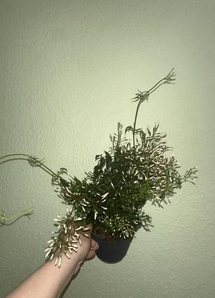 Жасмин многоцветочный (jasmin polyanthum)