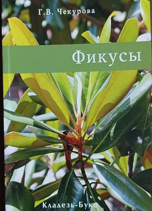 Фикусы	чекурова г.в.