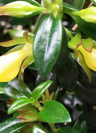 Нематантус gregarious yellow