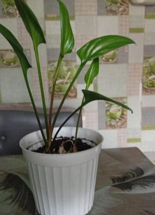 Продам комнатные растения 2