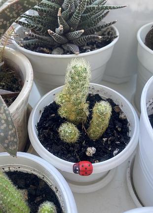 Кактус мамміллярія маммиллярия mammillaria elongata