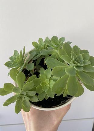 Седум палмера sedum palmeri rosette
