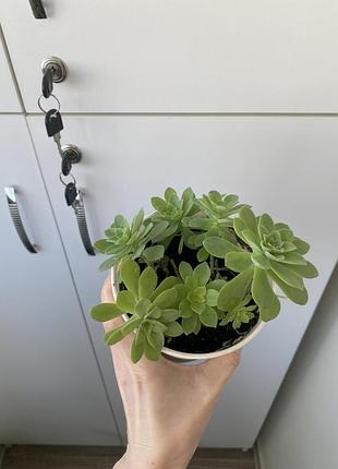 Седум палмера sedum palmeri rosette 2