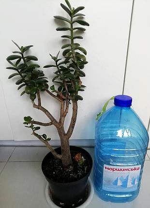Красавица овата crassula ovata (грошевое дерево) обмен является