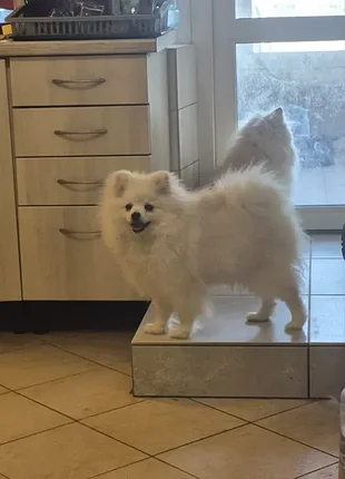 Шпиц малый