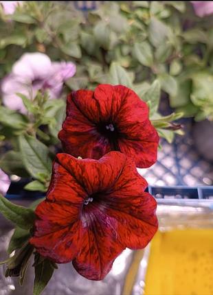 Тайдали red velour , purple , silver