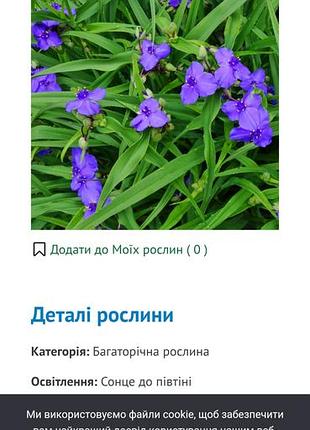 Традескансия виргинская 2