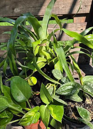 ​🌿 продам набор комнатных растений (властное выращивание)