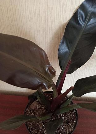 Філолендрон imperial red