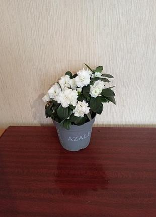 Красавица азалия