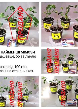 ‼️розпродаж‼️кімнатна мімоза сором’язлива — рослина яка закриває листя