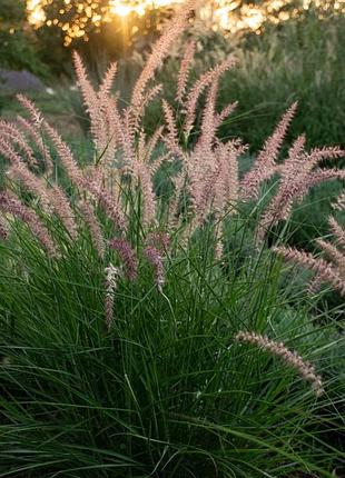 Пеннісетум східний «карлі роуз» (pennisetum orientale 'karley rose')