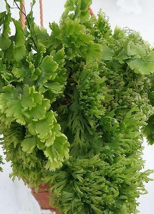 Папоротій адіантум фарлейський adiantum farleyense або райдужний мох