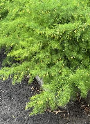🌿 аспарагус садовий — саджанці багаторічної рослини 🌿зелень для букетів