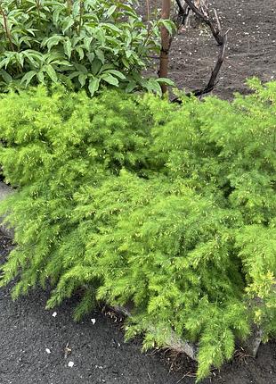 🌿 аспарагус садовый — саженцы многолетнего растения 🌿 3