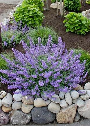 Котовник (nepeta)