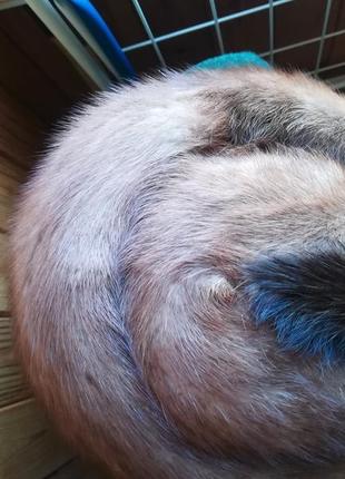 Шапка норковая.