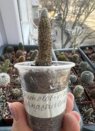 Кактус mediolobivia canacrusensis 2