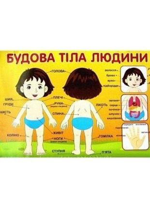 Плакат.будова тіла людини